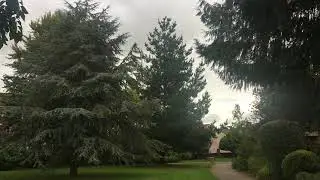Monterey pine - tree - September 2019