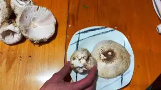 &iquest;C&oacute;mo se limpian los parasoles? Macrolepiota