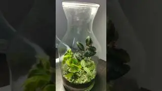 Closed Terrarium | plants | nature | ecosystem #ecosystem #plants #terrarium #nature #gandhinagar