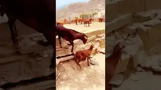 Male Goat Catching Female Goat For Mating #shorts