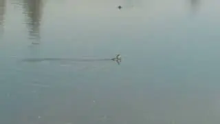 Le gr&egrave;be hupp&eacute; vient d'attraper du poisson #oiseaux du lac de Viry-Ch&acirc;tillon