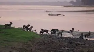 Painted Wolves Meet a Nile Crocodile | Walking Safari in Mana Pools