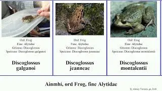 Ainmh&iacute;, ord Frog, fine Alytidae discoglossus animal painted frogs Alytes chn&aacute;imhs&iacute; jeanneae Jams