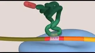 RNA Translation (Protein synthesis) Lecture summary and questions