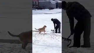 🌊 Winter Wonderland Whiskers: A Dog's Peaceful Snow Dance #tranquility #shorts #relaxing #asmr