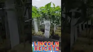 Marijuana clones at Dr. Greenthumb's #zaza #losangeles #california #gas #gelato #dispensary