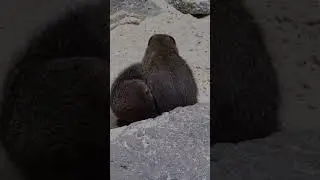 Common Dark Mongoose😍 #mongoose  #shorts