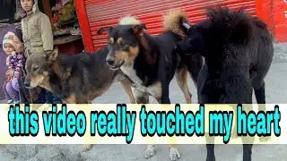 Home less dog | street dog life | sidha kura hami sang