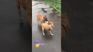 МУТКИ 🫣 #trending #music #dog #Zivert #мутки #new #funny #shorts