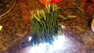 LED Christmas lights in slow motion