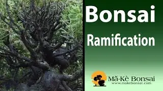 97) Bonsai Ramification of Branches