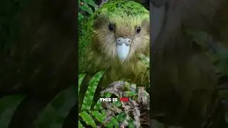 Meet the Kakapo: The Fly Less Bird🦜