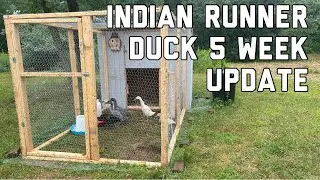 My Indian Runner Ducks : 5 Week Update