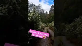Flower drive to Big Tree Walk in Tasmania.  #beautiful #driving #gorgeous