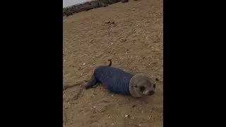 A sea lion trapped in human trash