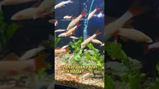 Rainbow Shark The Freshwater Shark with a Splash of Color! #aquarium #fish #shorts
