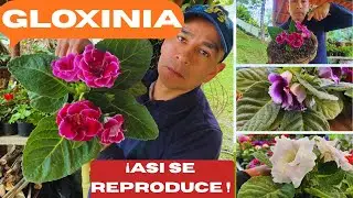 Aprende a Propagar tu Gloxinia desde Hojas o Bulbos🌱✨