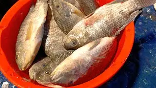 🔴 Live Village Fish Cutting ASMR | Fresh Fish Cleaning | Relaxing Sounds | USA & Europe Viewers