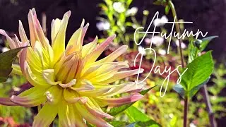 labeling the last dahlias, bringing in the pepper plants