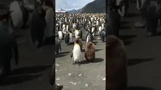 Dancing with animals   A  kiwi fruit  mixed into a penguin colony   Facebook