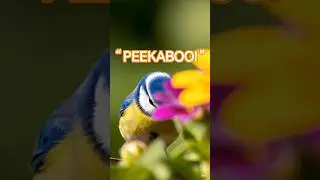 &ldquo;Peekaboo! Did you see that?