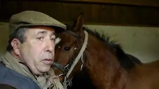 &Eacute;ducation du jeune cheval : Formation des &eacute;leveurs du Stud-Book Selle Fran&ccedil;ais