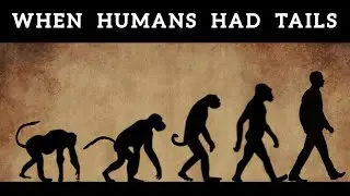 Why Did Humans Lose Their Tails?