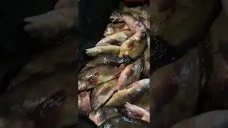 Couple of drum last night!#fishing #nature #hunting
