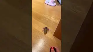 Product link in the comments🛍️ - Remote Controlled Cockroach Bug Toy #Halloween #sale #shopping