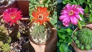 CACTOS LOBIVIAS COM FLORES 💐 💐 💐 