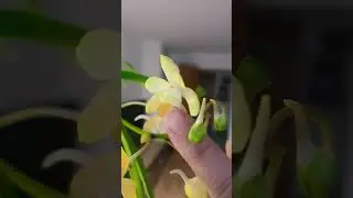 oggi concime #orchid #plants #orchidee #orchidlover #orchideeincasa #ilfantasticomondodelfantastico