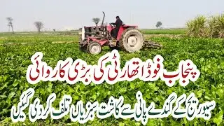 Punjab Food Authority Take Action With Staf MC Against Vegetables Grown using Dirty  Water |Pirmahal