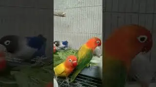Lovebird | Nilantakan #birds #africanlovebird #opaline #hobby #pets #youtubeshorts #shorts #ytshort