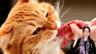 Is Raw Cat Food Safe For Cats?/ Raw vs Boiled Cat Food / How to shift cat from dry food to raw food
