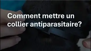 Les astuces d'iPet : Comment mettre un collier antiparasitaire