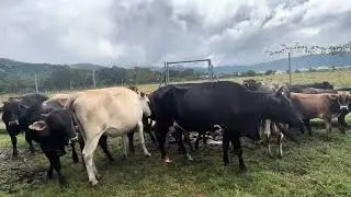 ARES ATLAS AQUÍ ESTÁN LAS VACAS. 🐄 COMO MEJORAR TU GANADO 🐄?