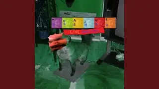 The Peacock That Rocked (Live)