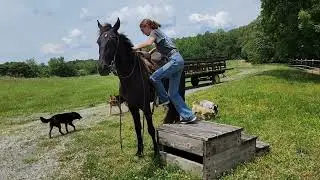 Cartel taking bridle and standing at mounting block