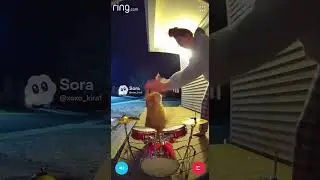 CAT PLAYS DRUMS😱🤯🤯#cat #brainrot #funny #subscribe #skibiditoilet #memes #night