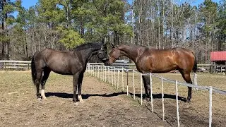 Diesel, meet Dixon! | EquestrianBliss