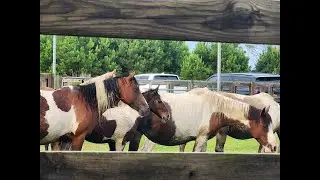 99th ANNUAL CHINCOTEAGUE PONY SWIM - South Herd Roundup  -July 20. 2024