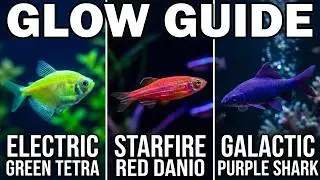 The Magical Glow of GloFish: Electric Green Tetras, Starfire Red Danios & More!