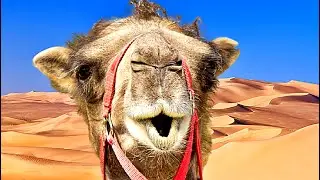 LINDOS E AGRAD&Aacute;VEIS CAMELOS - SOM DE CAMELOS 🐪