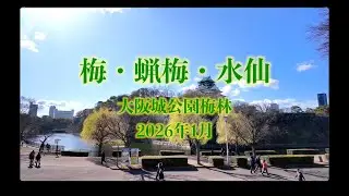 梅・蝋梅・水仙　大阪城公園梅林2026年1月