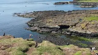 Puffins @ Lunga Island Scotland August 2019