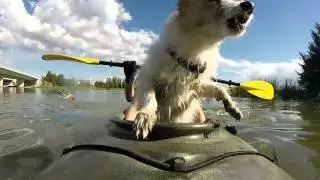 Geordie dog's kayak water fowl hunting adventure