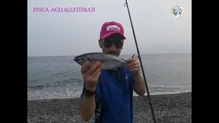 A pesca di Tonnetti Alletterati dalla Spiaggia
