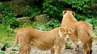 । Copyright free, No copyright stock footage, Royalty free animal videos for youtube || lioness