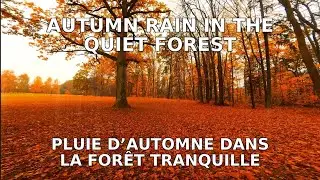 The Most Relaxing Autumn Rain Soundscape