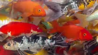 School of fish